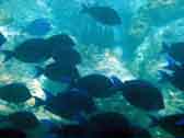 blue tang photo