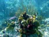 coral pic