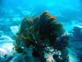 coral picture