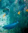 parrot fish picture