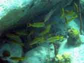 fish picture