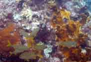fish pic