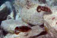squid pic
